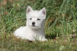 WESTIE 145